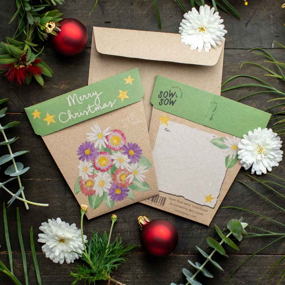 SOW 'N SOW Gift of Seeds - Christmas Native Daisies - Image 3